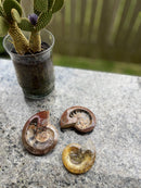 Ammonite for power and energy FB1182