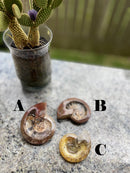 Ammonite for power and energy FB1182