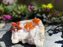 Carnelian Drusy Carved Star for vitality FB3196