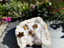 Gold Tiger Eye Pocket size Stars with great flash! FB1540