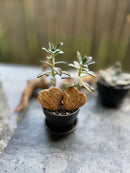 Marrakesh Jasper Carved Hearts FB1332 🏜️