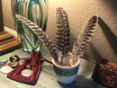 Turkey Feather for Smudging FB2591 🪽